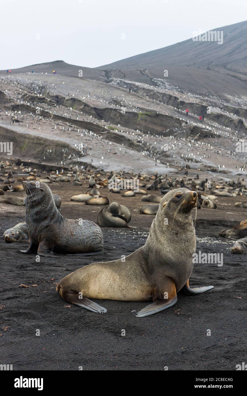 Royaume-Uni, Géorgie du Sud et îles Sandwich du Sud, colonies de pingouins à collier (Pygoscelis antarcticus) et phoques à fourrure antarctiques (Arctocephalus gazella) sur l'île de Saunders Banque D'Images