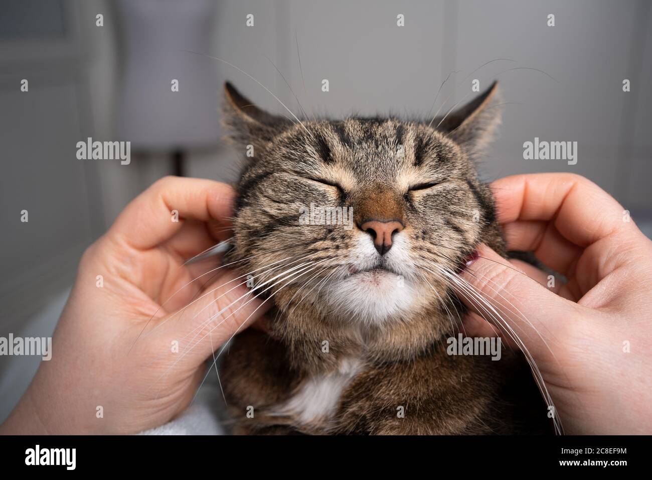 Cat Massage Banque D Image Et Photos Alamy Cat Massage Banque D Image Et Photos Alamy