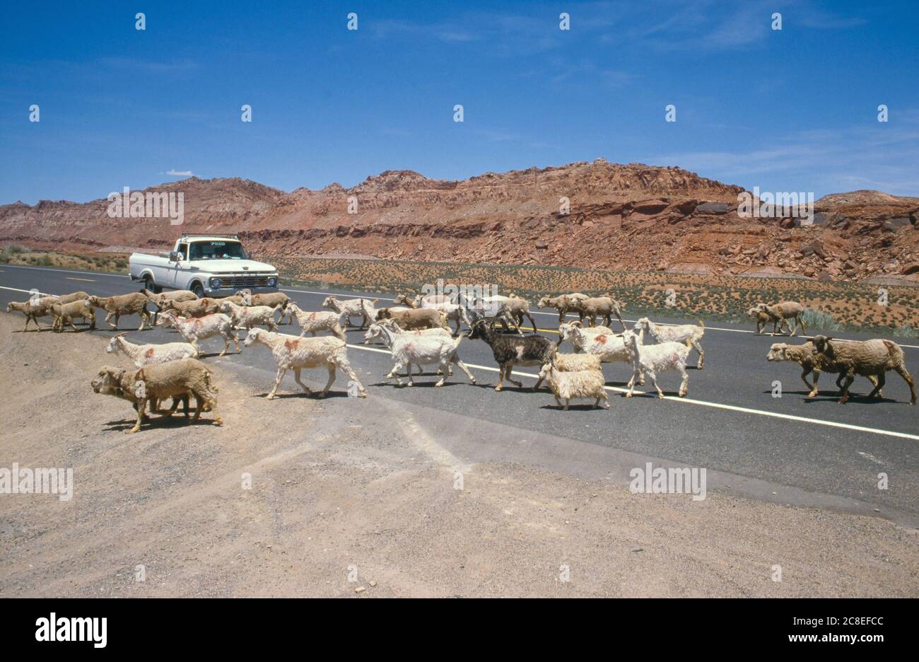 Réserve indienne Navajo, comté de Coconino, AZ / Vermillion Cliffs fond. Un troupeau de chèvres et de moutons traverse une route éloignée. Banque D'Images