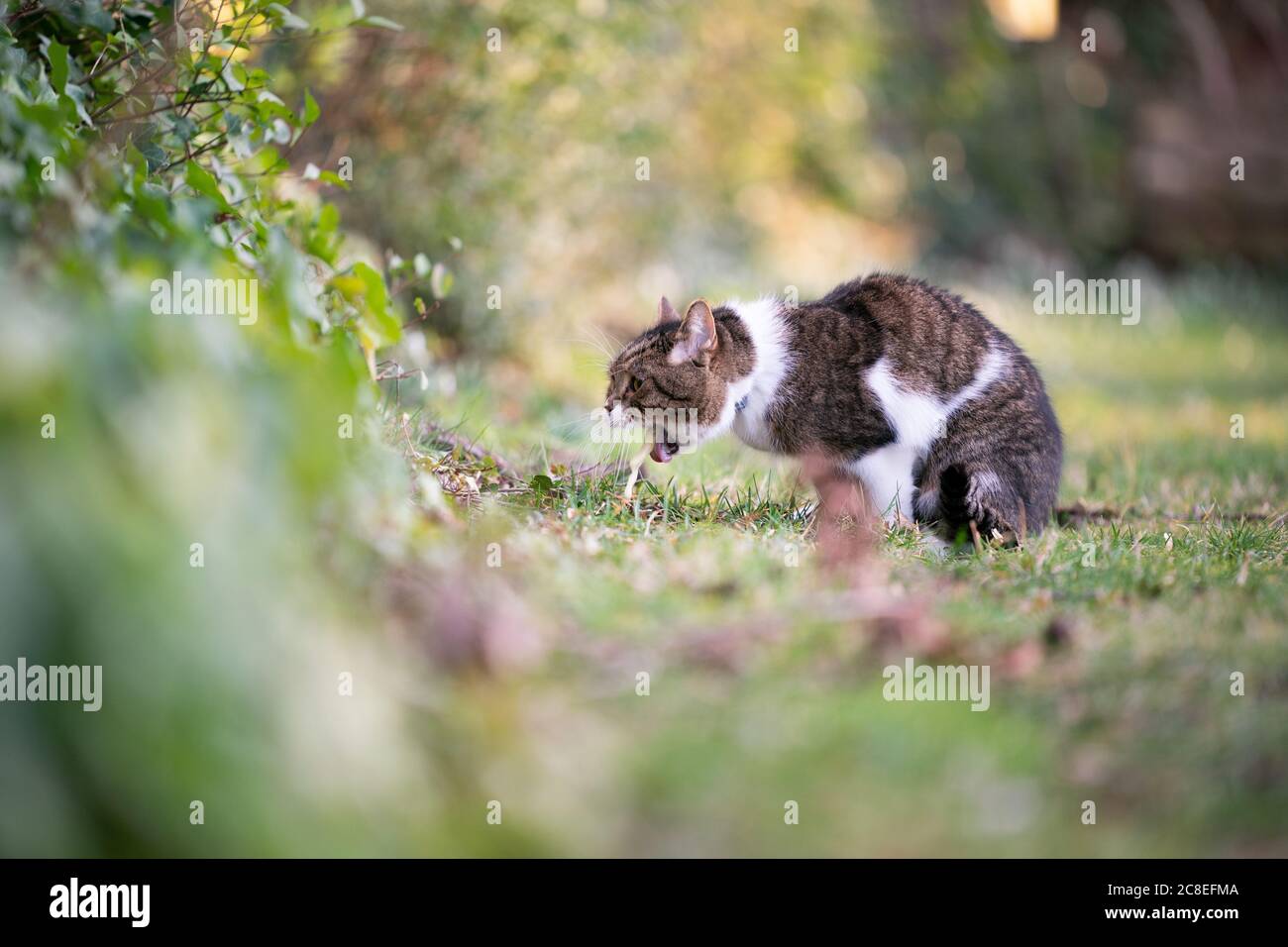 vue latérale d'un tabby blanc british shorthar chat puant dehors sur l'herbe Banque D'Images