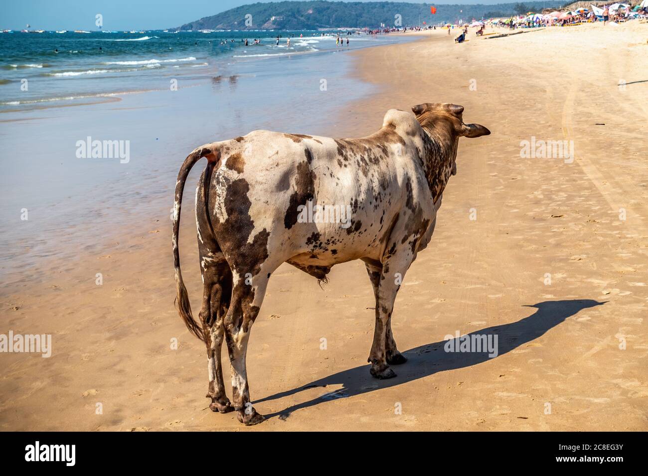 CALANGUTE, Goa, INDE 2 JANVIER 2019: Montres de vache sainte typiquement indienne aux touristes sur la plus grande plage de la province de Goa. Journée ensoleillée, mer calme, ciel bleu. Banque D'Images