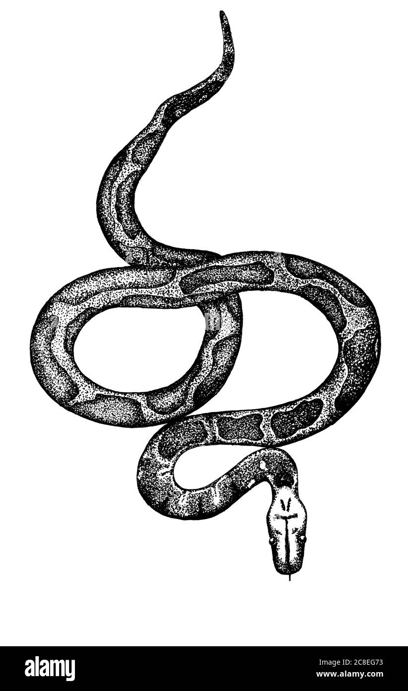 Encreur python de sang sur fond blanc Banque D'Images