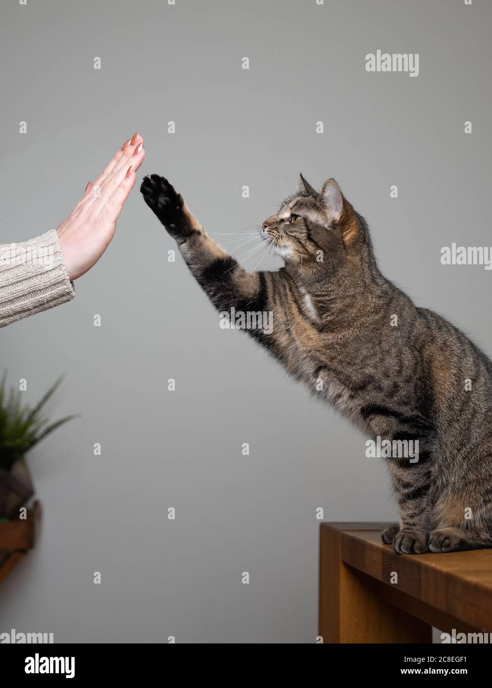 tabby domestique shorthair chat debout sur table à manger élever patte donnant un haut cinq à l'intérieur de propriétaire humain Banque D'Images