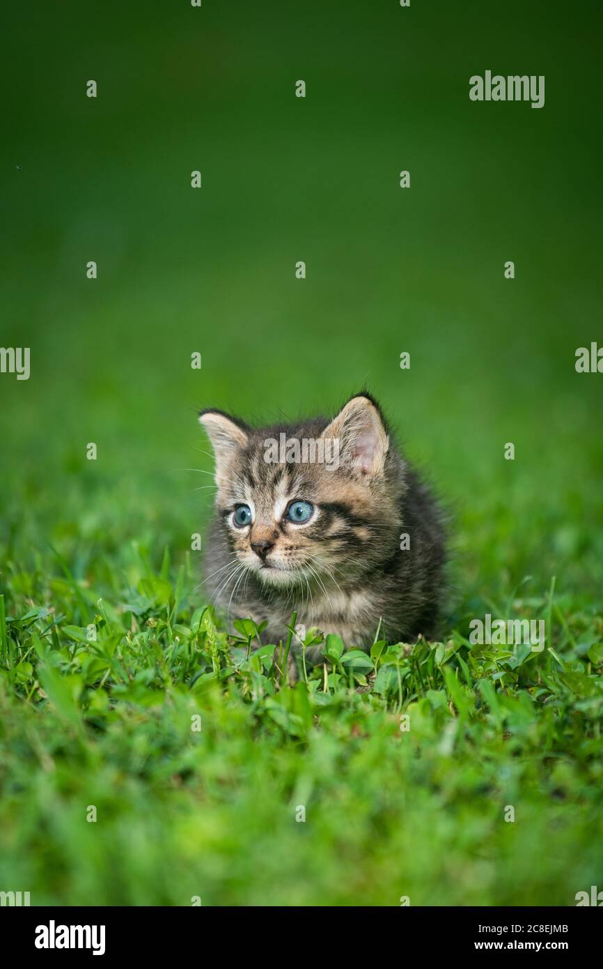 Un joli petit chaton en tabby dans l'herbe par jour d'été Banque D'Images
