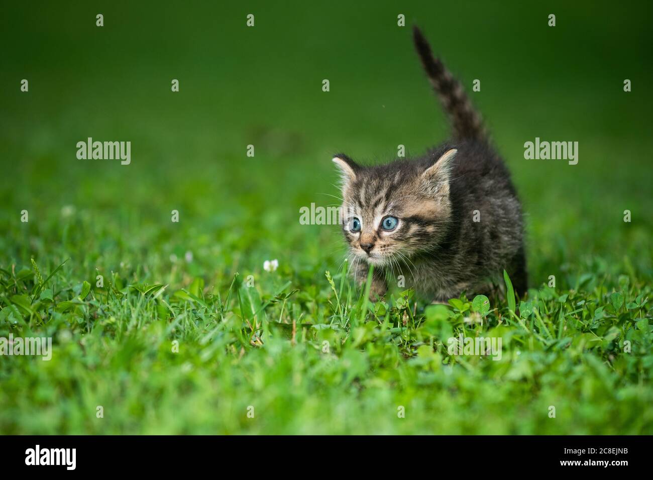 Un joli petit chaton en tabby dans l'herbe par jour d'été Banque D'Images