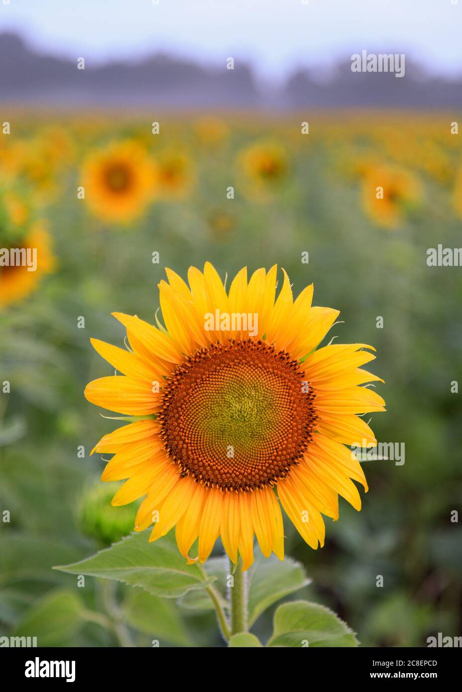 Tournesol unique en vue avec des pédales jaune et or avec plusieurs tournesols en arrière-plan à la zone de gestion de la faune de McKee-Beshers, Maryland Banque D'Images