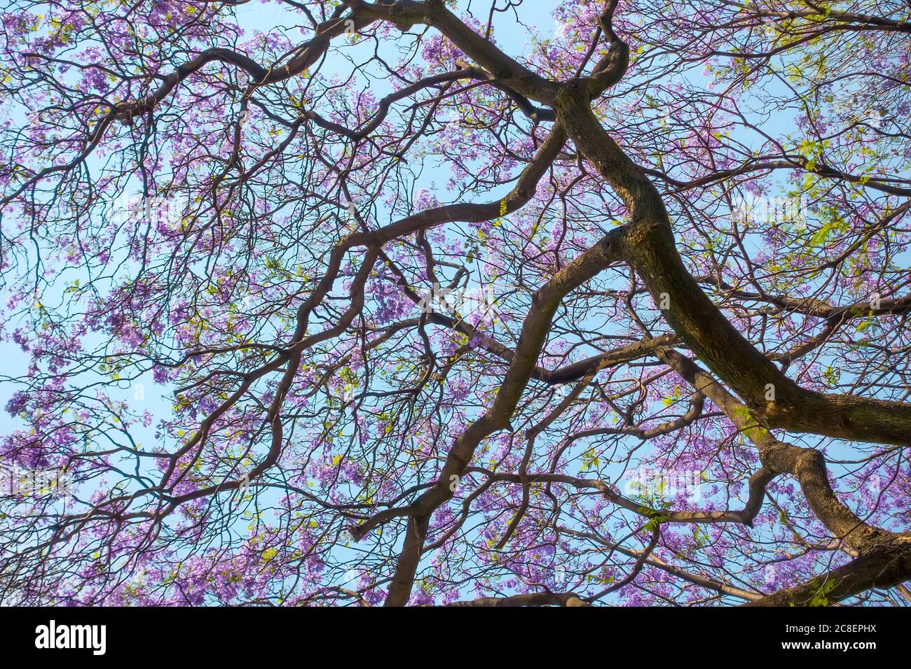 Jacaranda arbre avec des branches et des feuilles contre le ciel bleu Banque D'Images