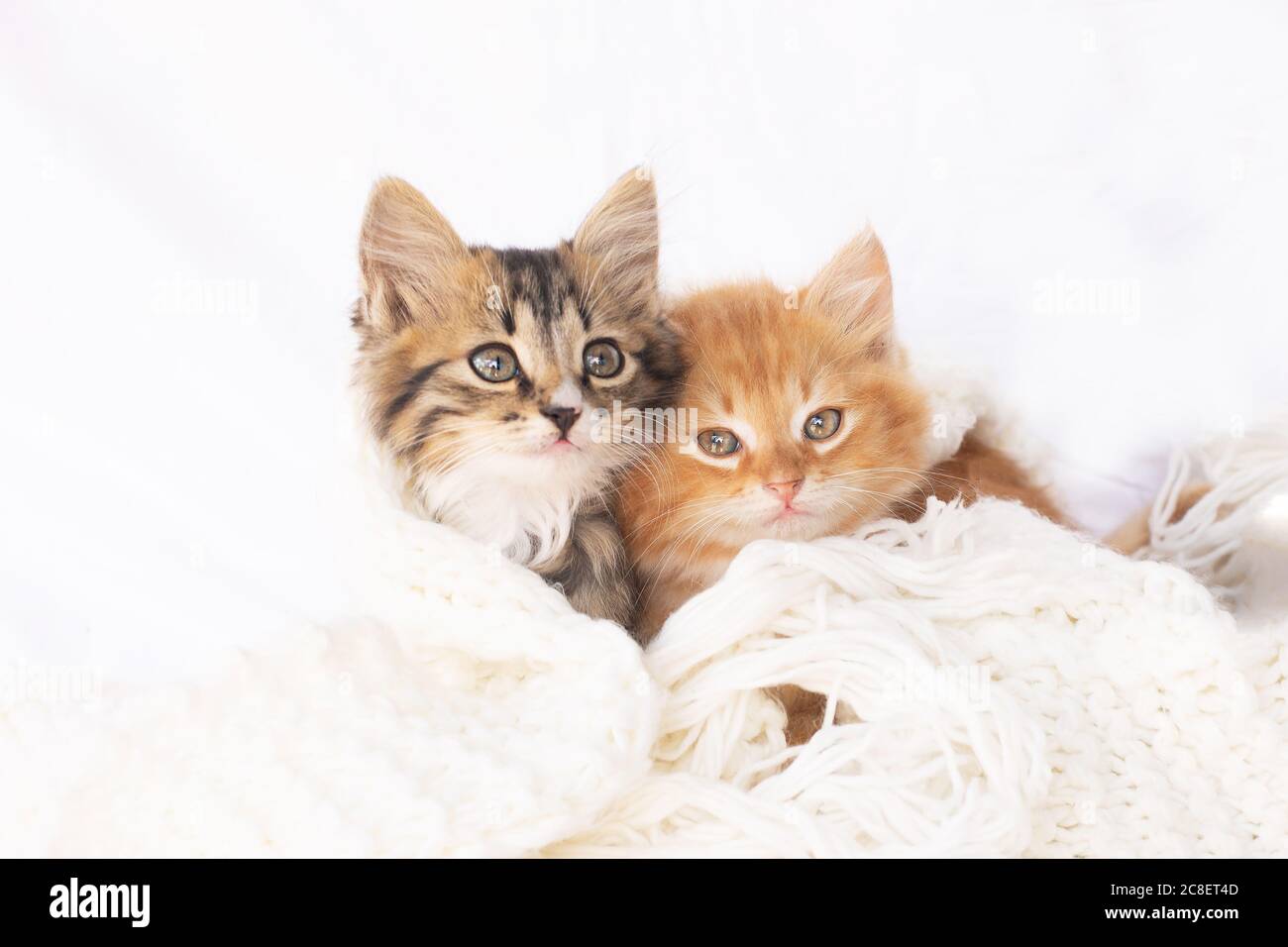 Deux Petits Chatons Sur Un Foulard Blanc Tricote Deux Chats Qui Se Mordent Et S Embrasent Animal Domestique Photo Stock Alamy