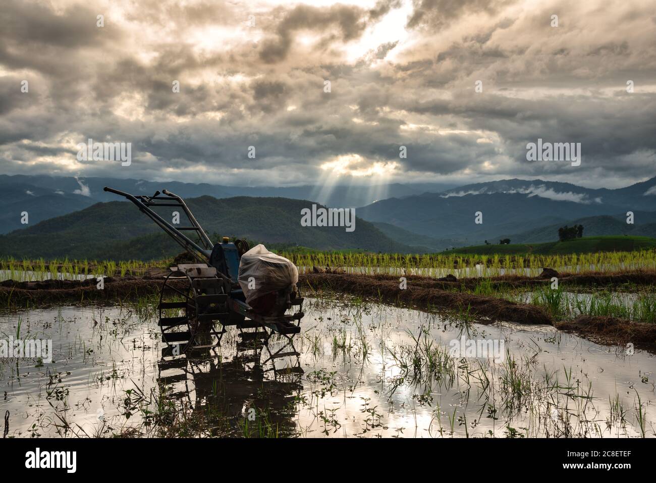 Le paysage du tracteur dans la forêt de Pa Bong Piang terrasses rizicoles avec les faisceaux lumineux dans le ciel nuageux jour après avoir pleuvoir dans la province de Chiang Mai, le Banque D'Images