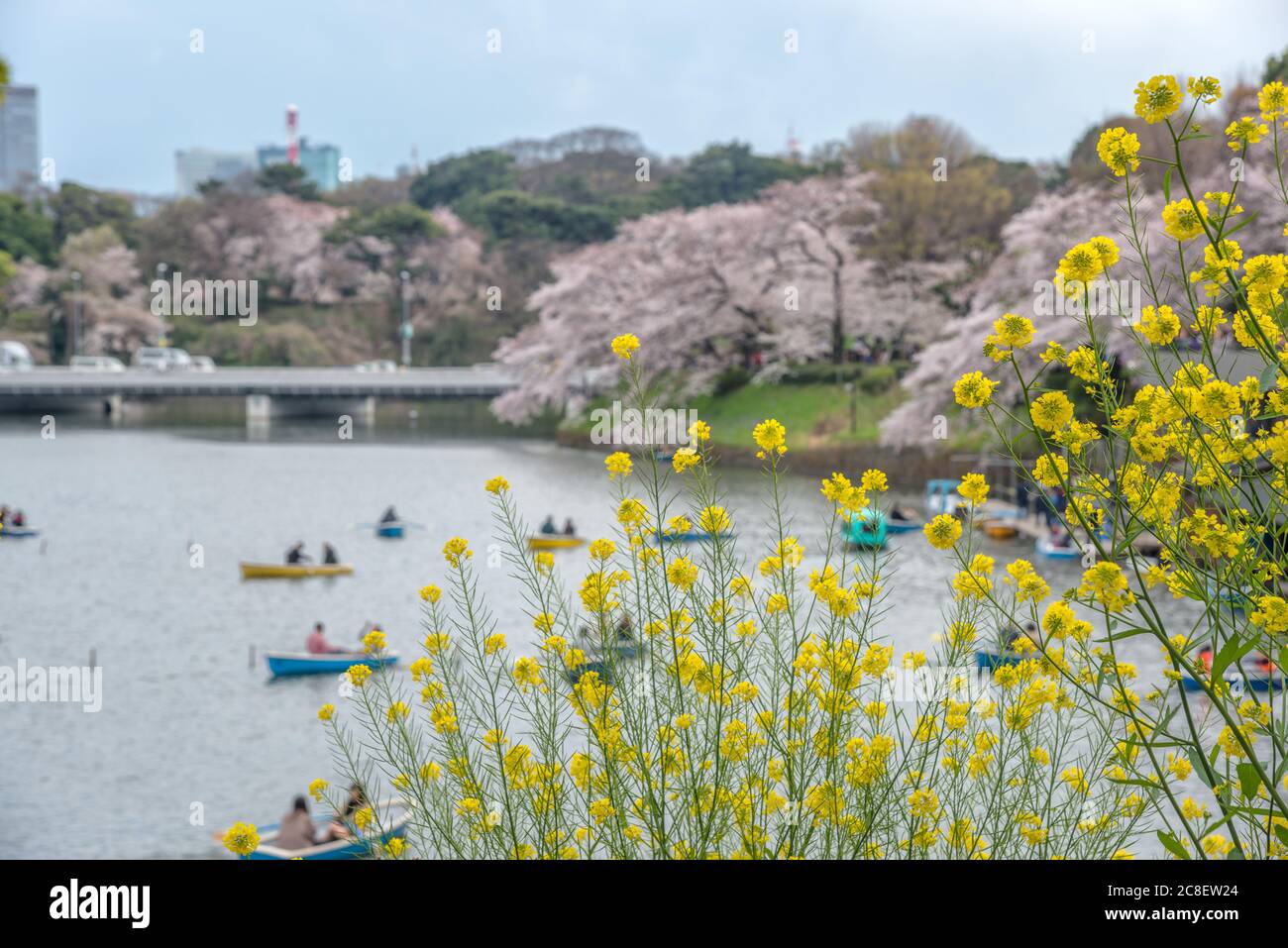 Le paysage de fleurs jaunes dans le parc de Chidorigafuchi avec le fond de sakura en fleurs et les gens qui ravirent le bateau à Tokyo, Japon. Banque D'Images