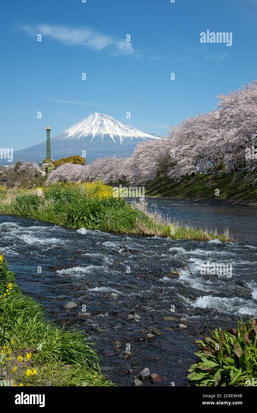 Le paysage de la rivière Urui au printemps que beaucoup de sakura fleurit et des fleurs jaunes à Shizuoka, Japon. Banque D'Images