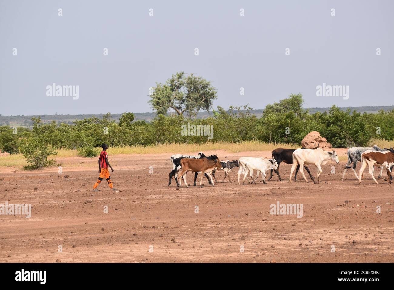 Un jeune éleveur de la tribu Fulani au Niger conduit son bétail à trouver de la nourriture et de l'eau Banque D'Images