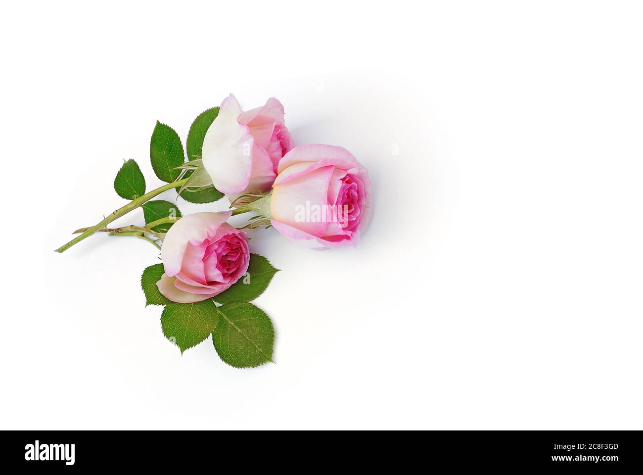 de belles roses se trouvent sur fond blanc Banque D'Images