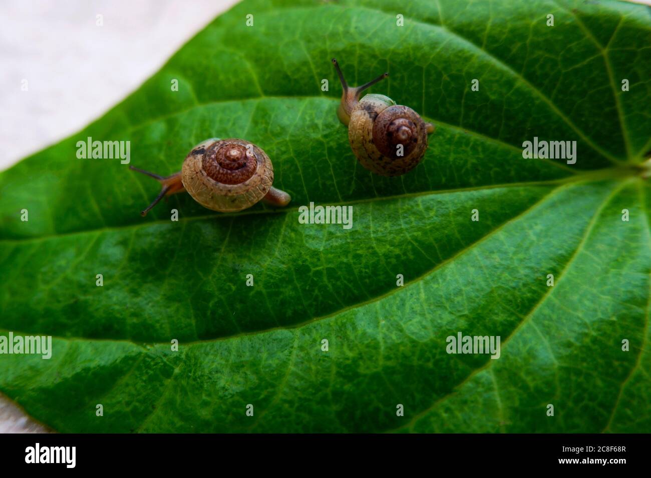 un gros plan de deux escargots isolés sur une feuille de bétel verte Banque D'Images