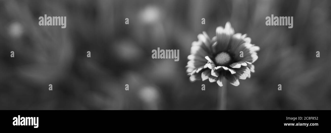 LES fleurs DU BW rudbeckia poussent dans le jardin d'été Banque D'Images