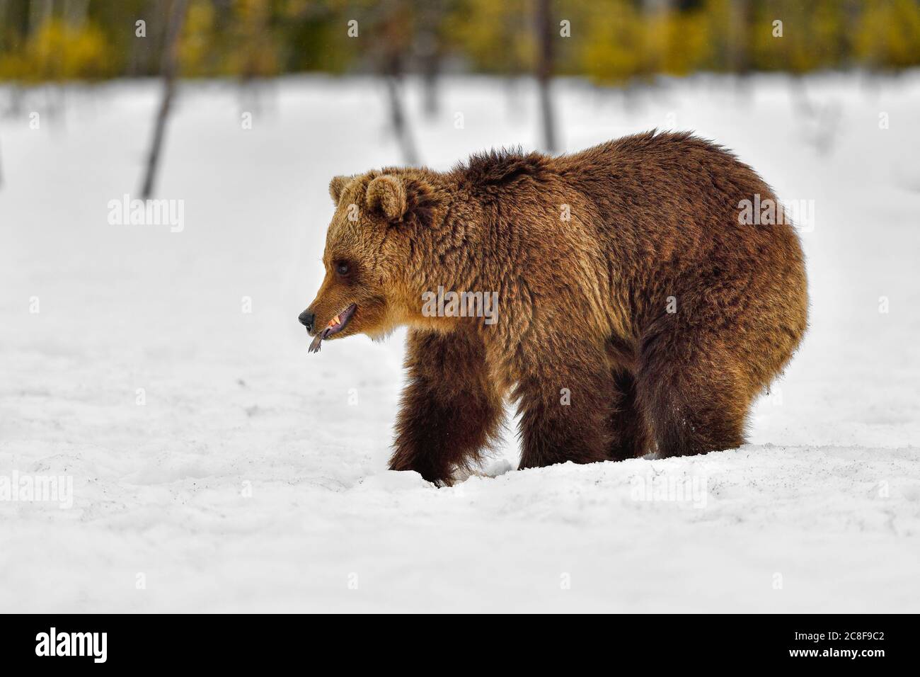 Les jeunes ours bruns ont de la nourriture coincée dans la bouche Banque D'Images