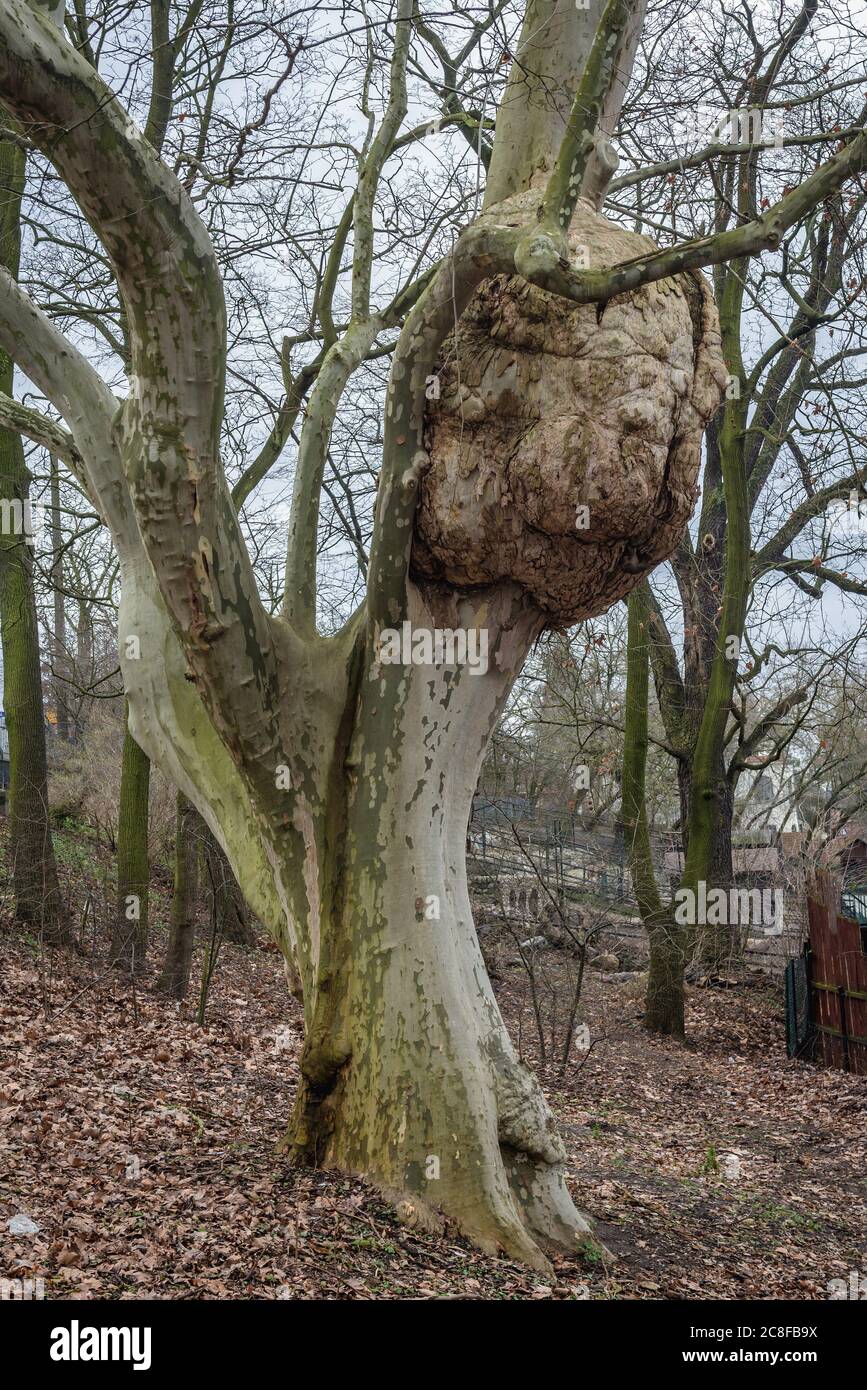 Platanus x acerifolia - arbre de Londres avec une grande burl dans le zoo et le jardin botanique de Torun, Voïvodeship de Poméranie Kuyavian de Pologne Banque D'Images