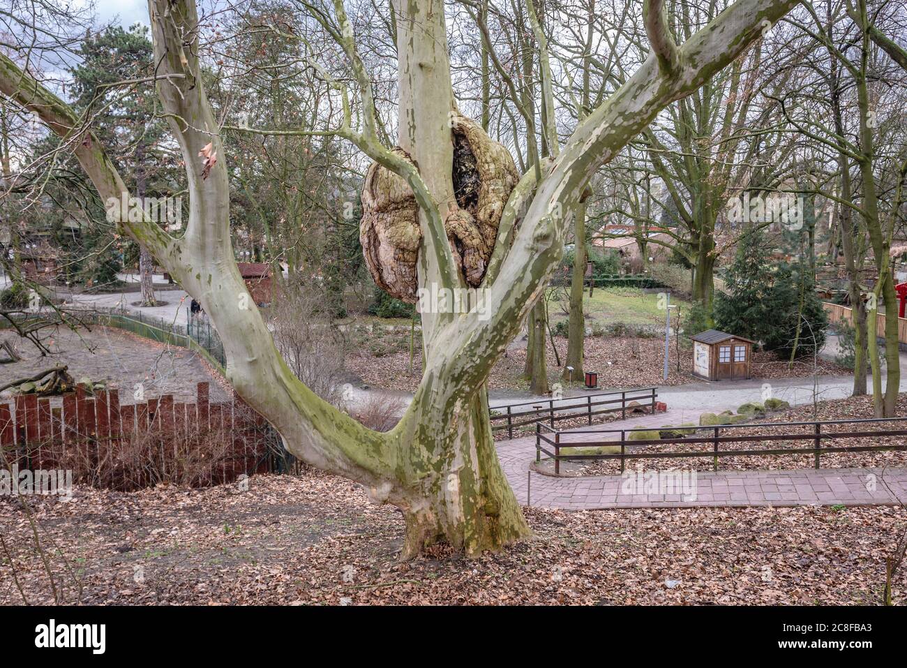Platanus x acerifolia - arbre de Londres avec une grande burl dans le zoo et le jardin botanique de Torun, Voïvodeship de Poméranie Kuyavian de Pologne Banque D'Images