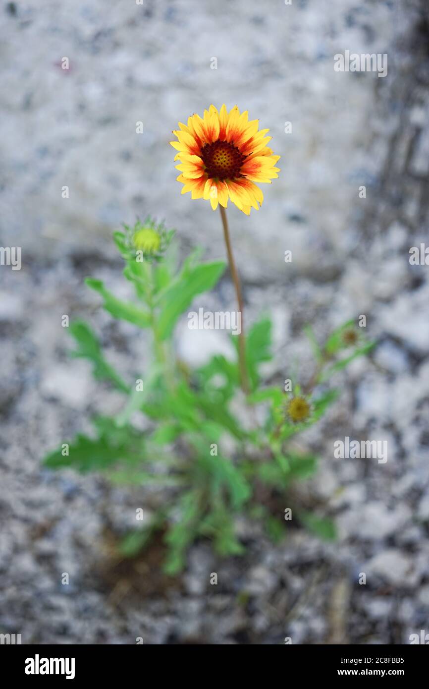 Fleur de rudbeckia orange pousser dans un sol en pierre Banque D'Images