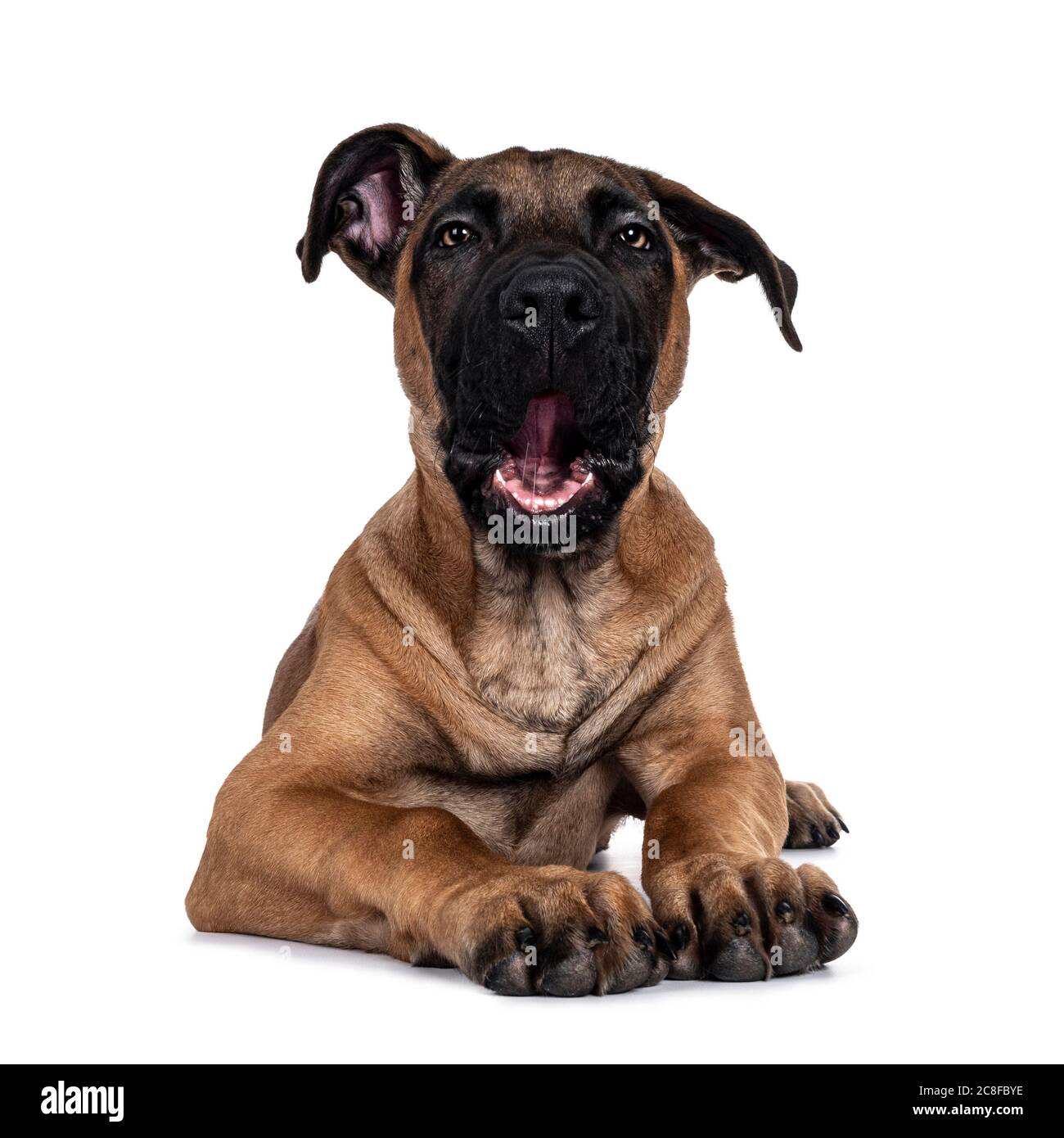 Beau chien crossbreed Boerboel / Malinois, en position allongée face à l'avant. Allez-y, regardez avec des yeux lumineux fascinants. Isolé sur fond blanc Banque D'Images