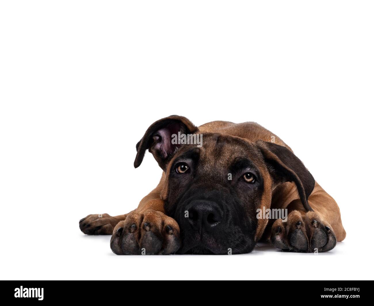 Beau chien crossbreed Boerboel / Malinois, en position allongée face à l'avant. Descendez, regardez devant vous avec des yeux lumineux fascinants. Isolé sur le backgro blanc Banque D'Images