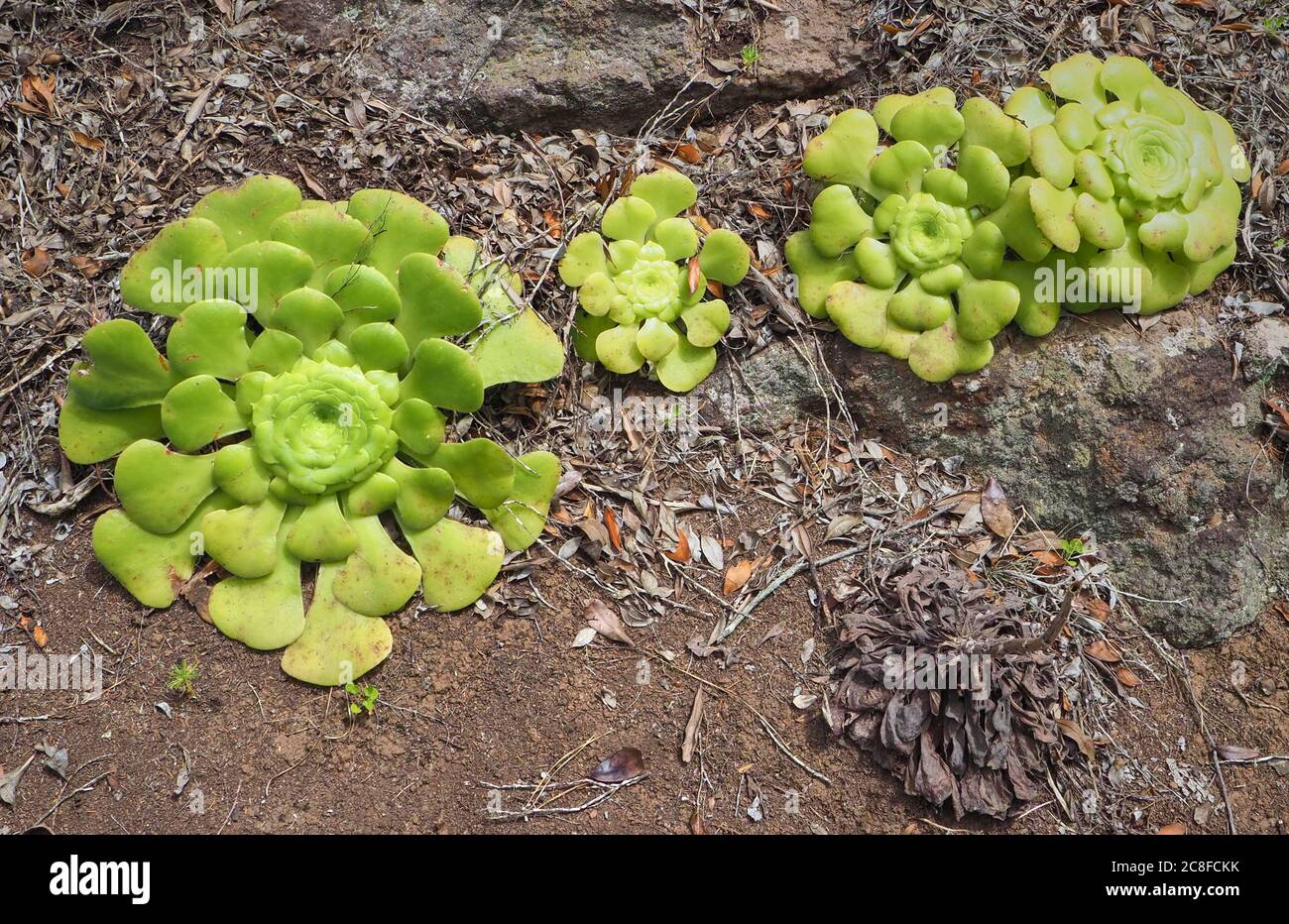 Aeonium canariense ou arbre Houseleek espèces avec grande télévision rosettes de feuilles croissant dans une vallée abritée haut sur La Gomera dans les îles Canaries Banque D'Images