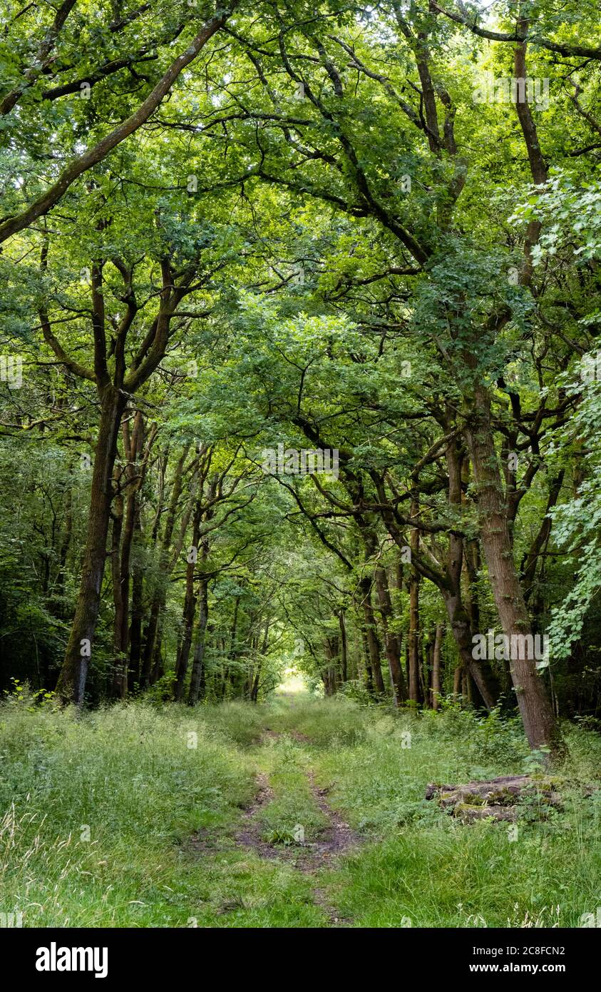 Promenade en chêne dans la réserve naturelle de Lower Woods à Wickwar Woods à Gloucestershire, Royaume-Uni Banque D'Images