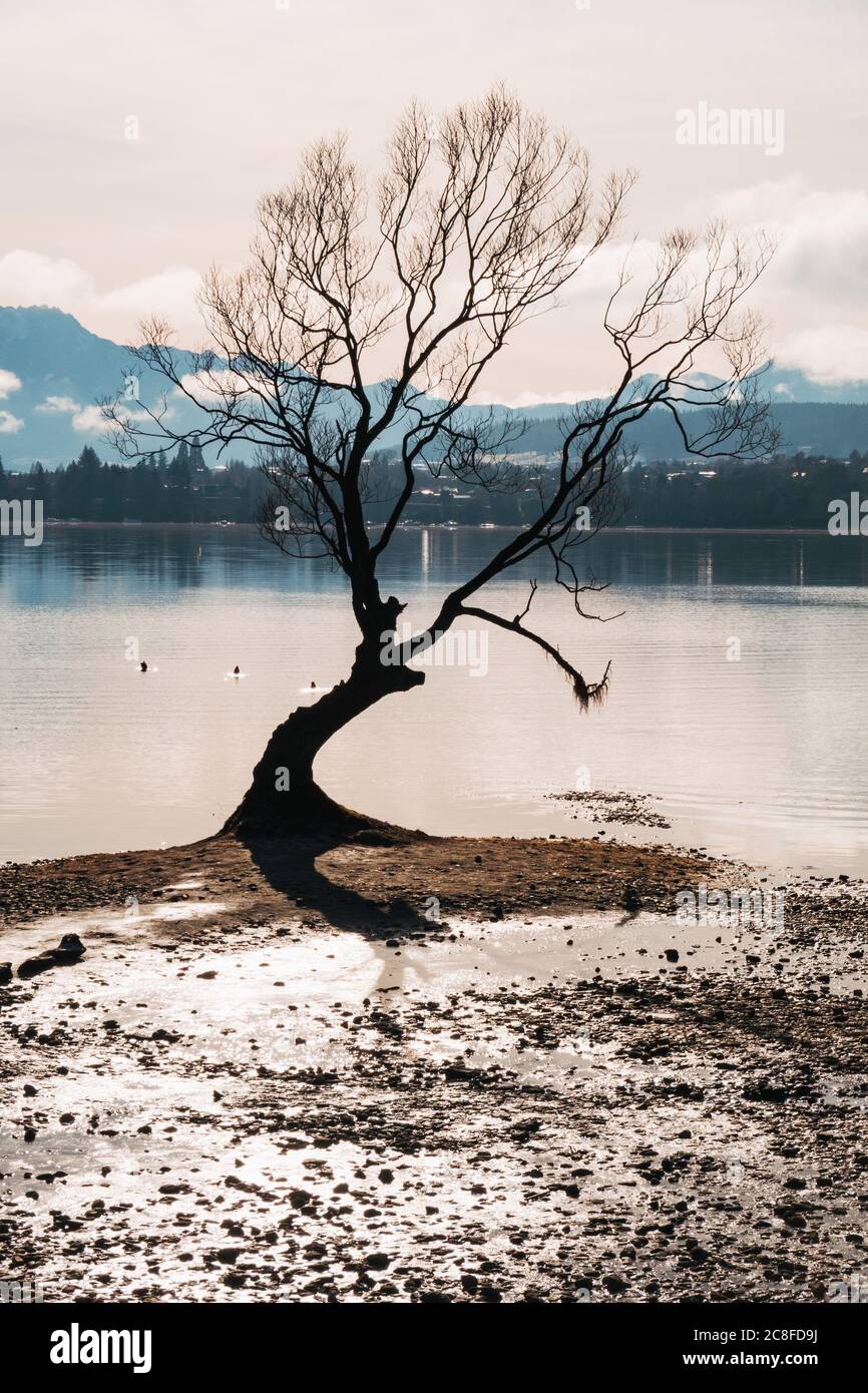 Le célèbre « arbre de Wanaka » vu lors d'une matinée d'hiver calme avec de faibles niveaux de lac à Wanaka, Nouvelle-Zélande Banque D'Images