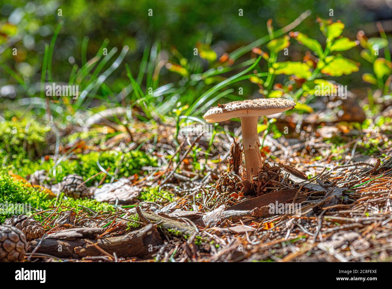 La mouche royale agaric (Amanita regalis) dans un petit délayage dans la forêt. Banque D'Images