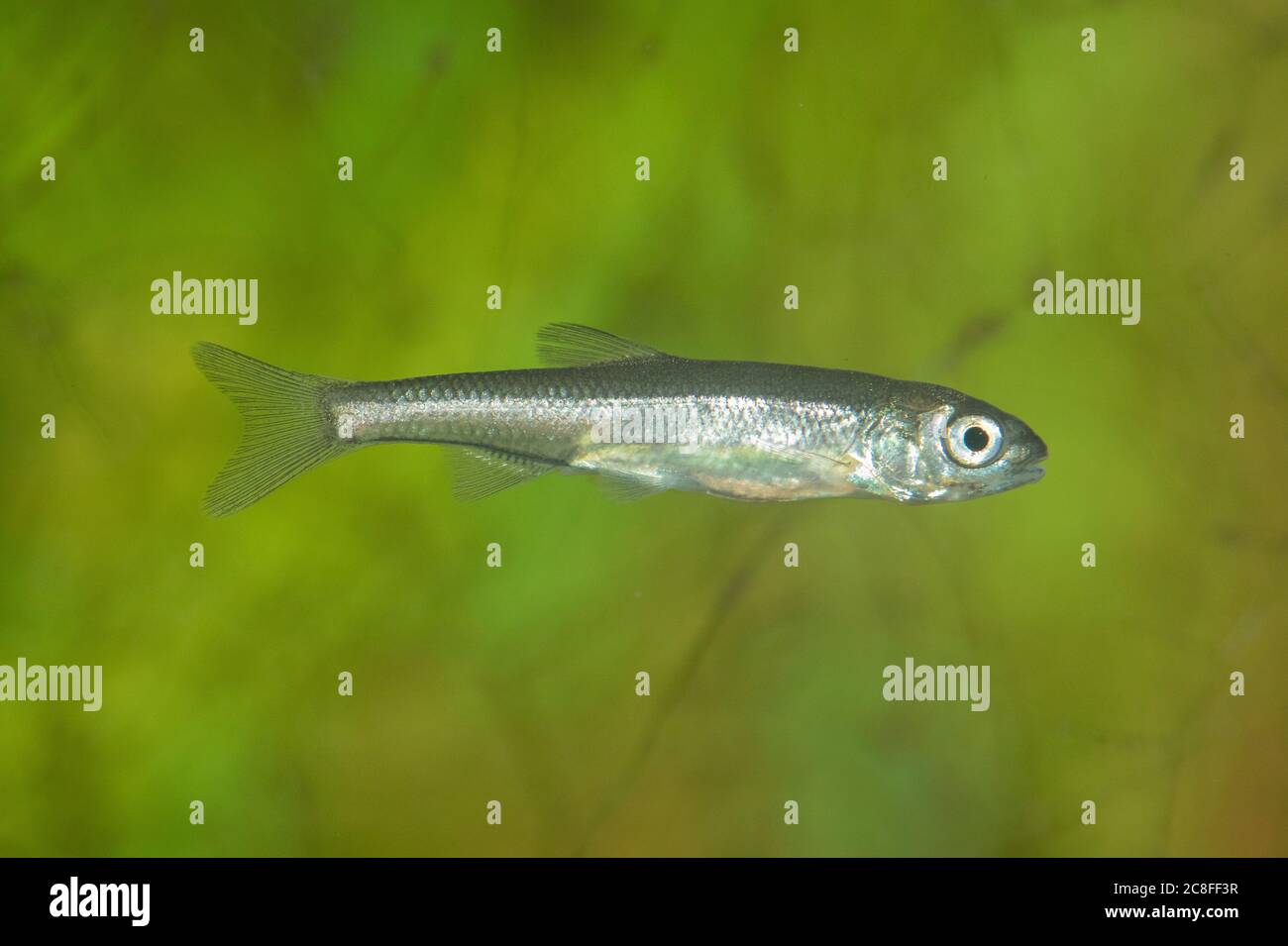 asp (Aspius aspius, Leuciscus aspius), juvénile, Allemagne Banque D'Images