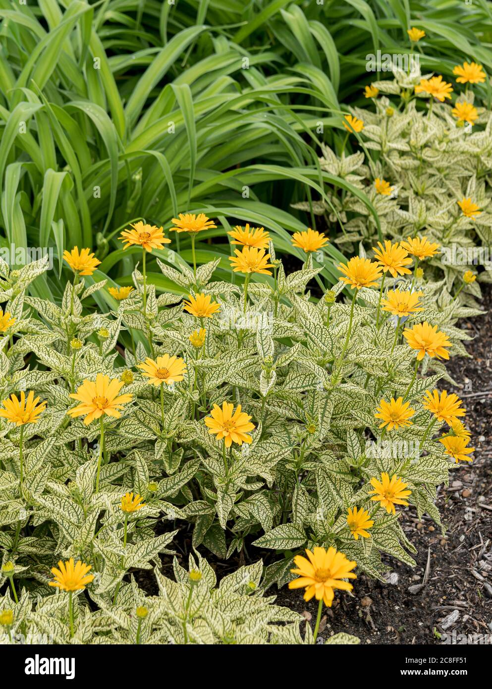 Tournesol à œnox (Heliopsis helianthoides 'Sunrogan', Heliopsis helianthoides Sunrock), floraison, cultivar Sunrock, États-Unis, Michigan Banque D'Images