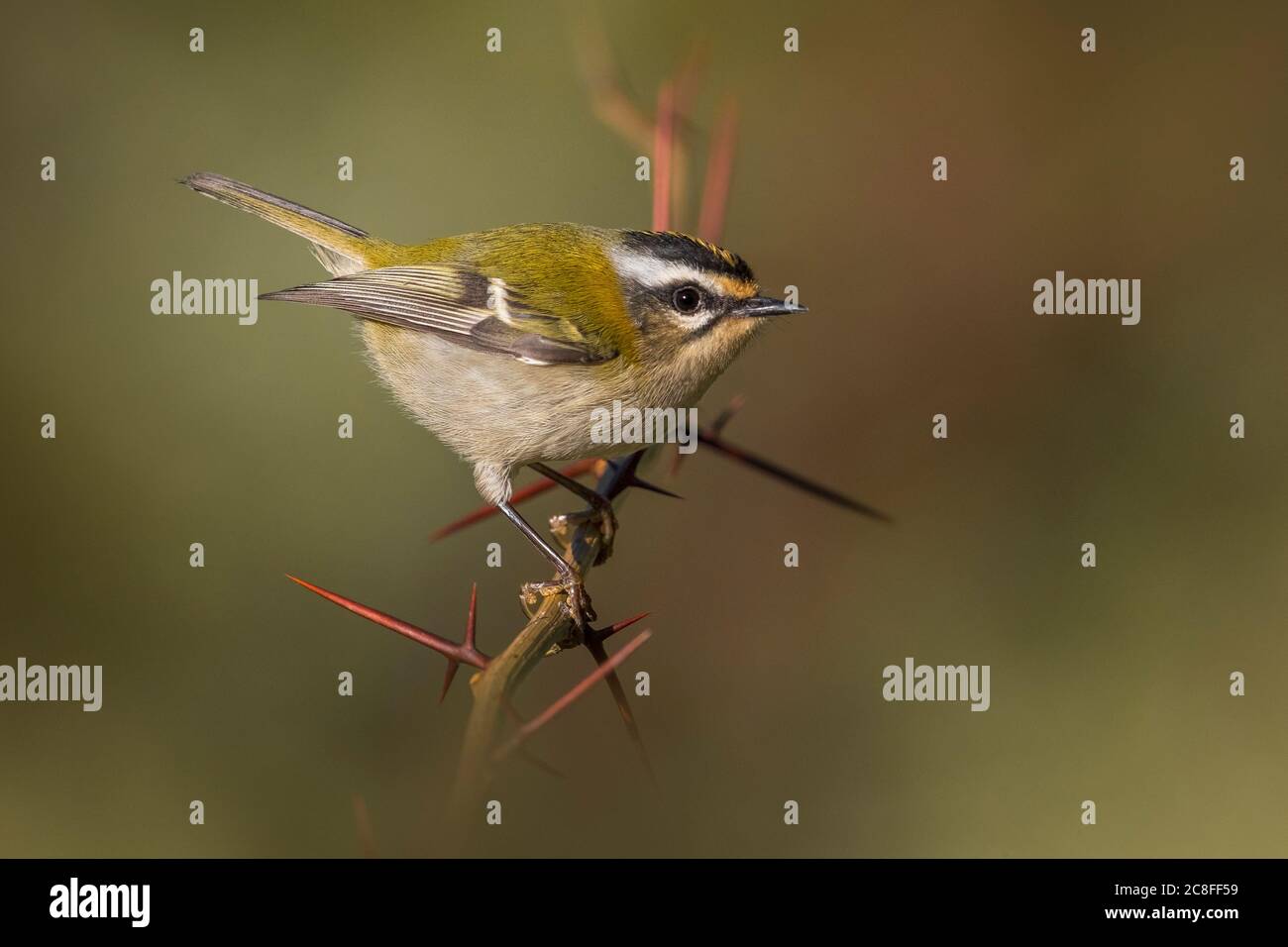 Firecrest (Regulus ignicapilla, Regulus ignicapillus), perché sur une branche avec des épines, Italie Banque D'Images