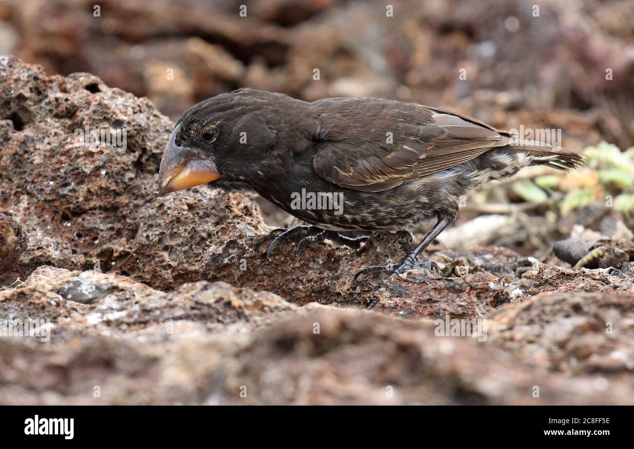 Genovesa Cactus-Finch (Geospiza propinqua), alimentation sur le terrain, Équateur, îles Galapagos Banque D'Images