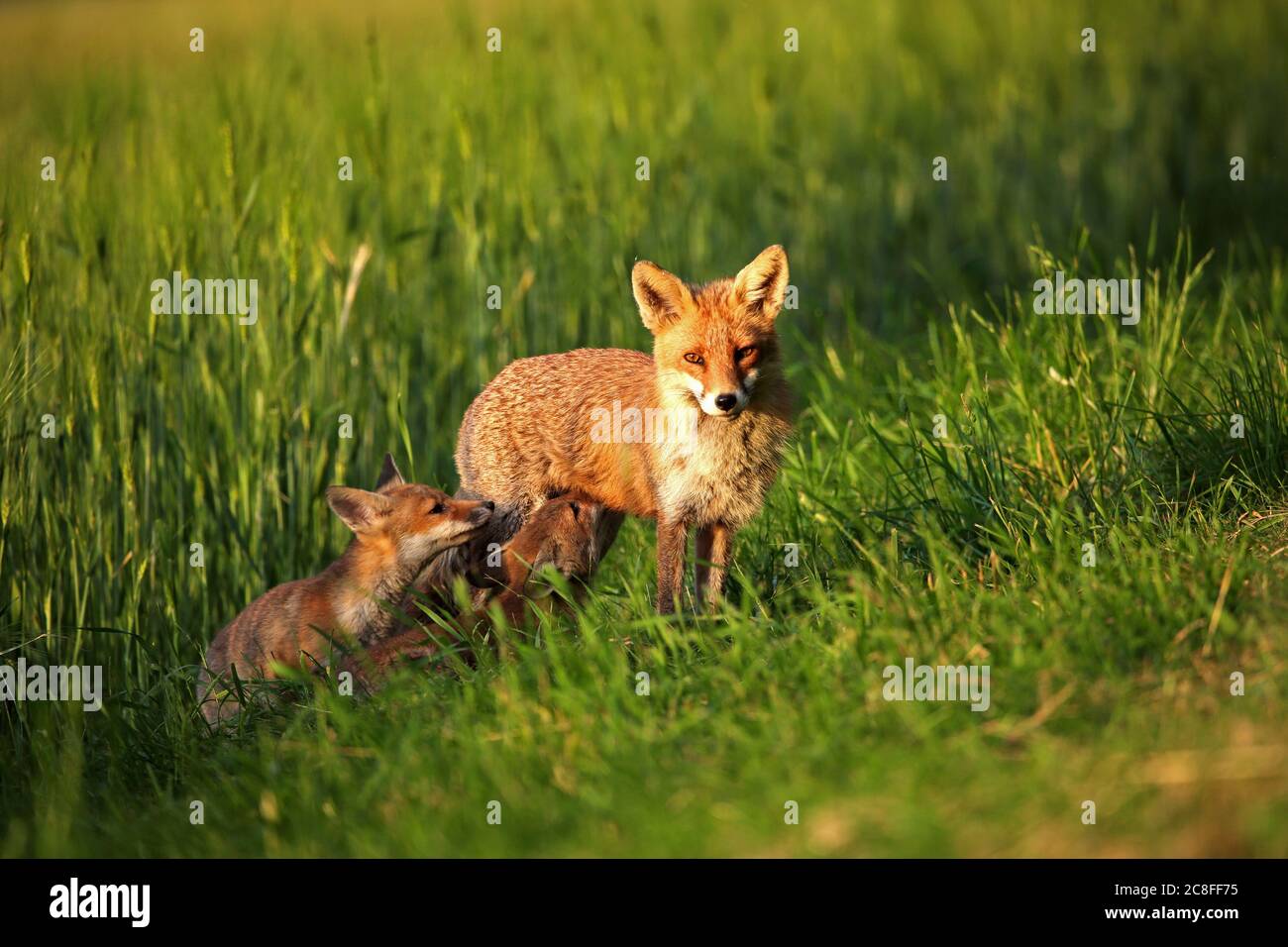 Renarde avec deux renards Banque de photographies et d’images à haute