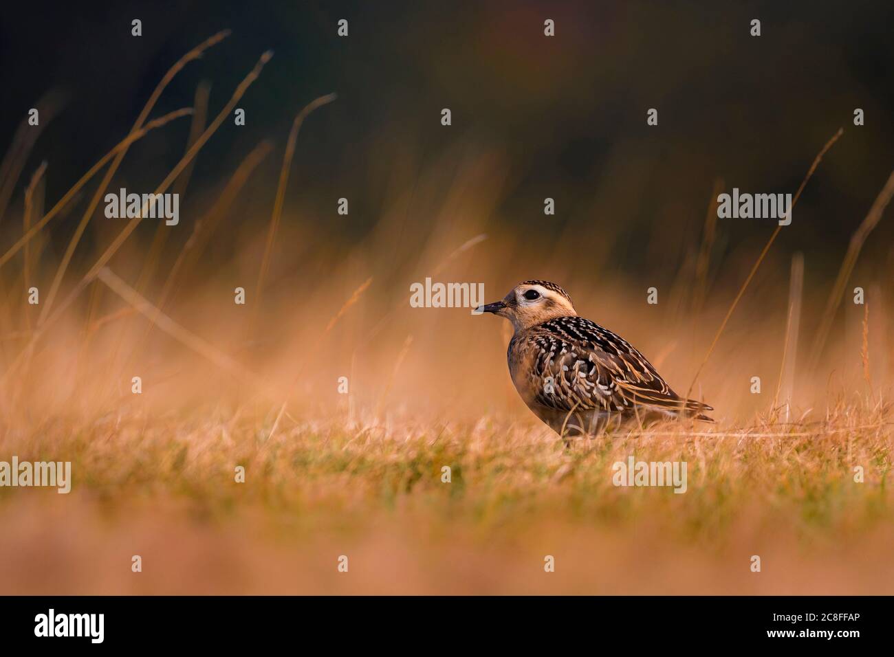 Dotterel, dotterel rapide (Charadrius morinellus, Eudromias morinellus), perché dans l'herbe, Italie, Arezzo Banque D'Images