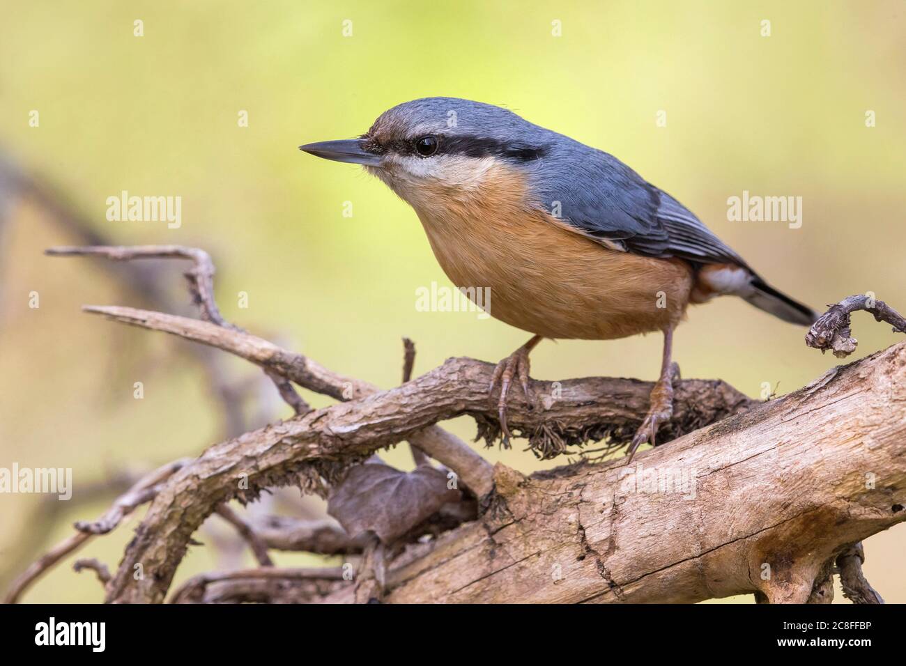 Nuthatch eurasien (Sitta europaea), perching sur une branche, Italie, Arezzo Banque D'Images