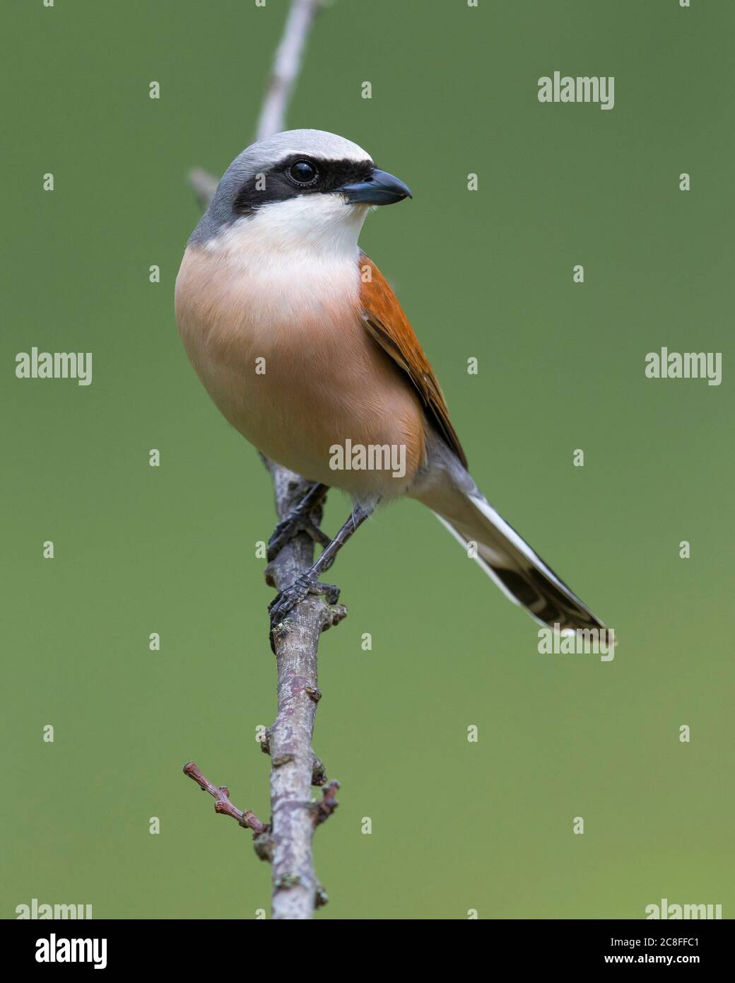 Crevettes rouges (Lanius collurio), perches mâles sur une branche et un péronage, Italie, Passo della Ruticosa Banque D'Images