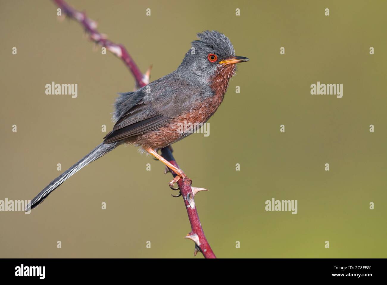 dartford warbler (Sylvia undata undata undata, Curruca undata undata undata), chantant des perches mâles sur une tige rose, vue latérale, Italie, Arezzo, Monti del Pratomagno Banque D'Images