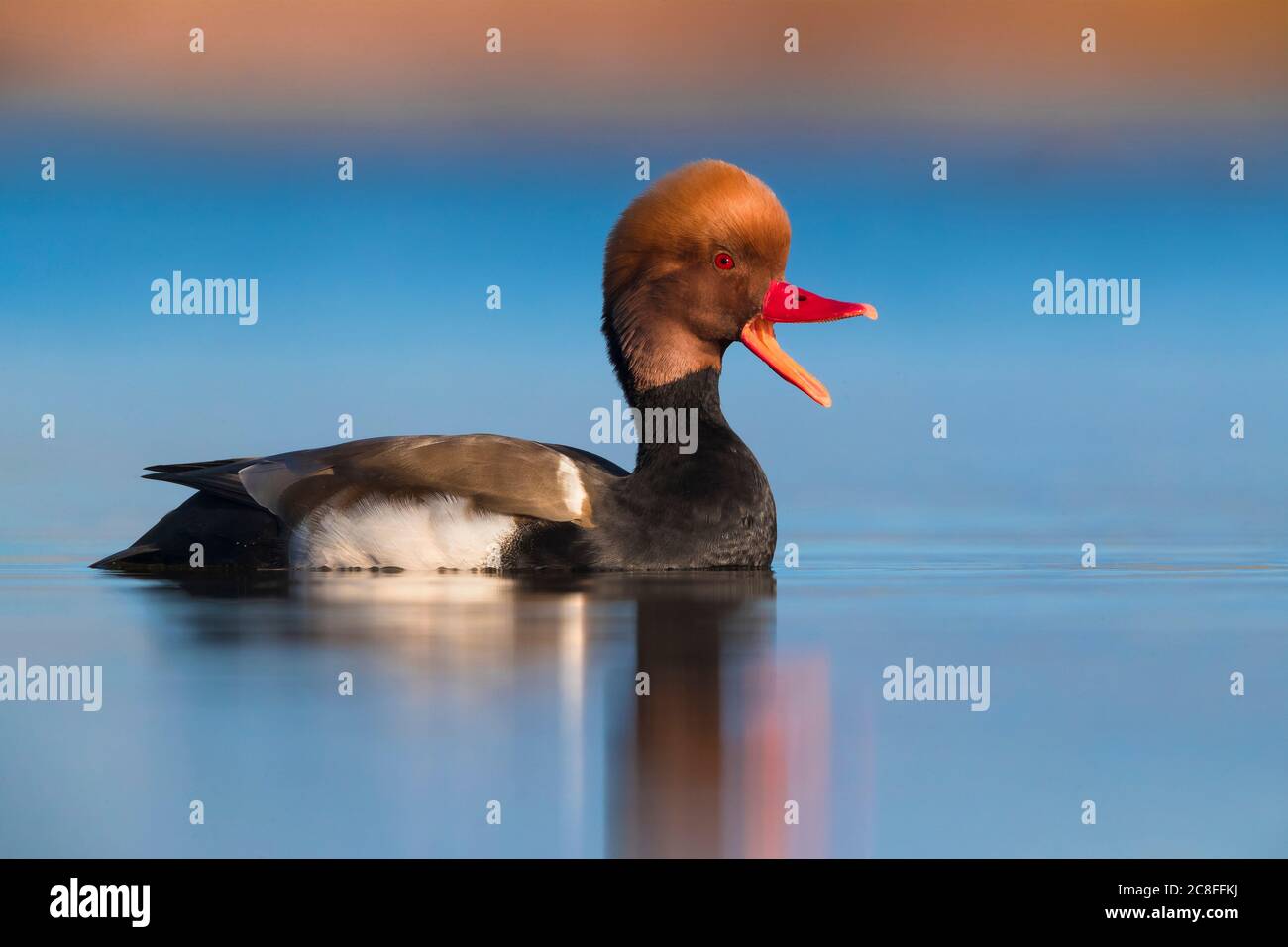 Verger à crête rouge (Netta rufina), nage masculine sur l'eau et d'appel, vue latérale, Italie, Marina di Vecchiano Banque D'Images