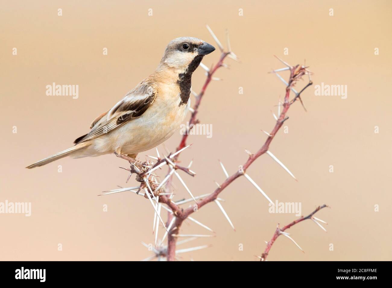 Moineau du désert du Saharien (Passer simplex saharae, Passer saharae), homme adulte perçant sur une branche, Maroc, Sahara occidental Banque D'Images