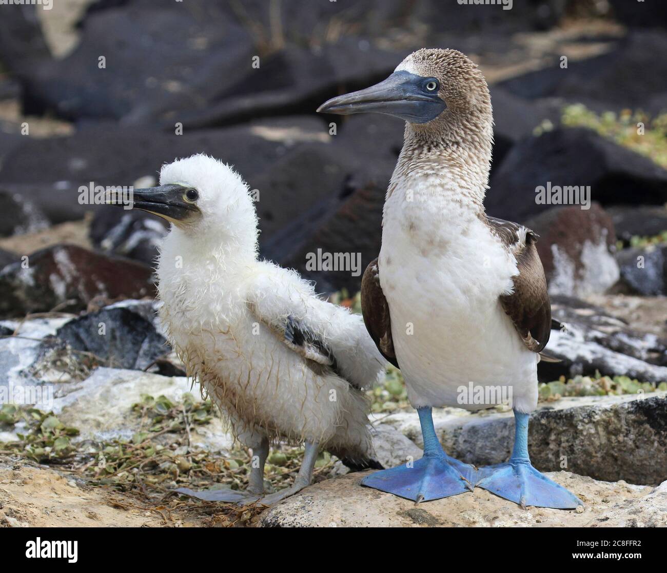 Huée à pieds bleus (Sula nebouxii), adulte avec une poussin dans la colonie, Équateur, îles Galapagos Banque D'Images