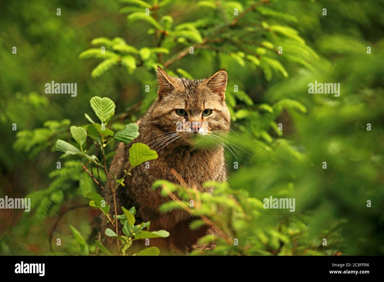 Chat sauvage (Felis silvestris), vue hors de couverture dans une forêt, vue de face, Allemagne Banque D'Images