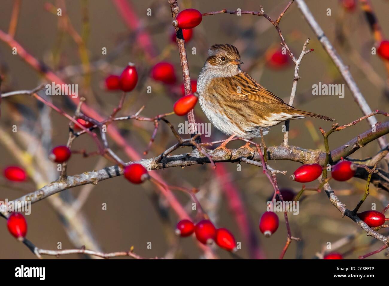 Dunnock (Prunella modularis), perchée sur une branche avec des baies rouges, Italie, Stagno di Peretola Banque D'Images