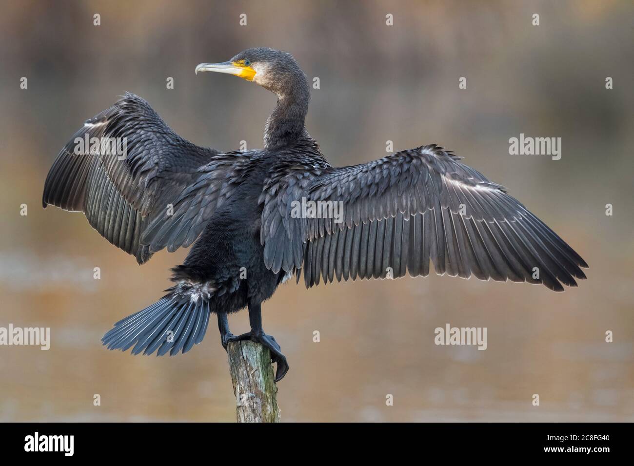 Grand cormoran chinois (Phalacrocorax carbo sinensis, Phalacrocorax sinensis), séchage de ses ailes après la baignade, Italie, Stagno dei Cavalieri Banque D'Images