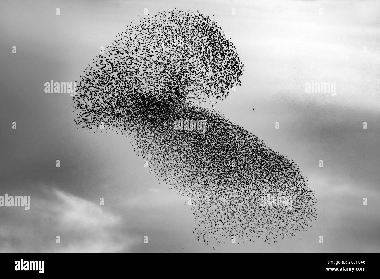 Étoiles communes (Sturnus vulgaris), Murmuration de étoiles communes avec rapaleur au milieu, Italie, Stagno di Peretola Banque D'Images