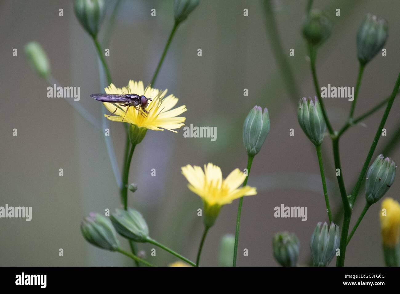 Une mouche survolée se nourrit d'une fleur de pissenlit dans un jardin de campagne anglais. Banque D'Images