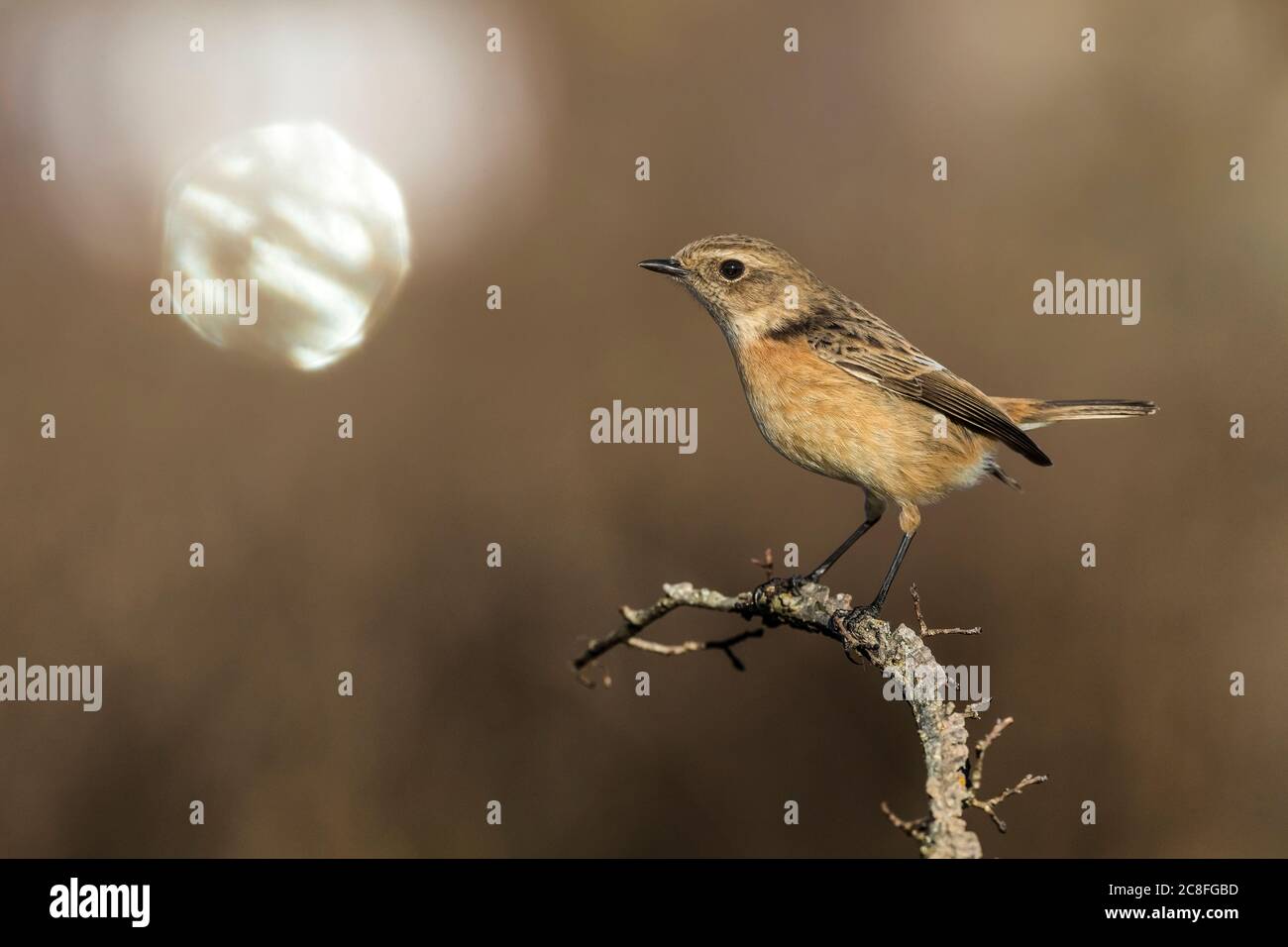 Stechat commun (Saxicola rubicola, Saxicola torquata rubicola), avec lune, Italie, Stagno di Peretola Banque D'Images