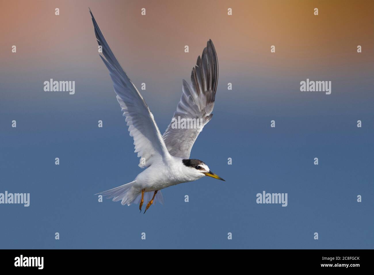 Petite sterne (Sterna albifrons, Sternula albifrons), planant dans l'air, Italie, Leghorn Banque D'Images