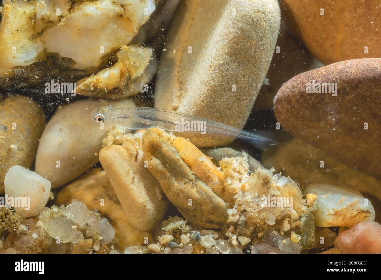 nase (Chondrostoma nasus), larve entre les cailloux, Allemagne Banque D'Images