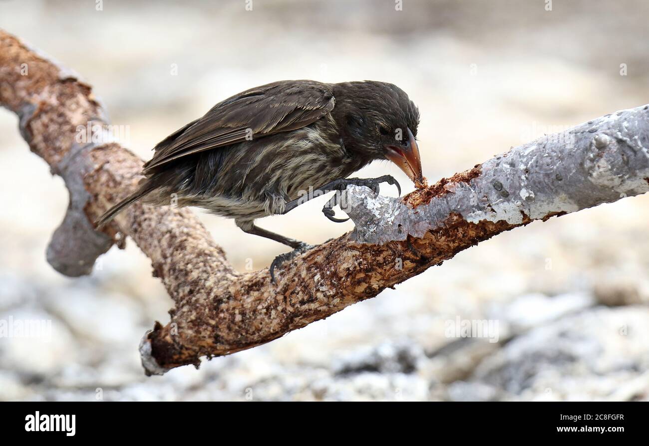Genovesa Cactus-Finch (Geospiza propinqua), Probbing sur une succursale, recherche de nourriture, Equateur, Îles Galapagos Banque D'Images